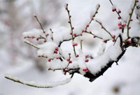 雪去春來，喜迎新一年